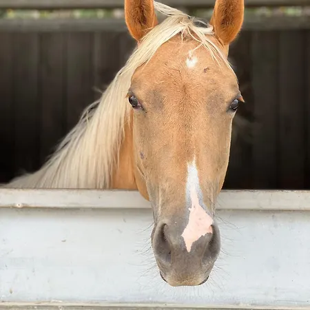 Ll Crinale Village Lantgård Colli del Tronto